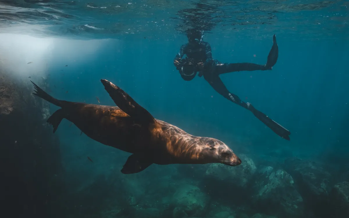 Snorkel junto a un lobo marino