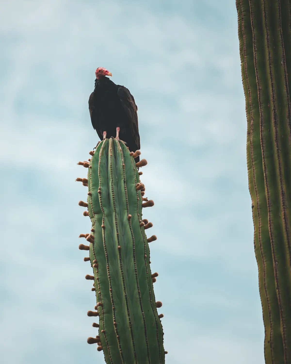 Cardón en el bosque de cactáceas