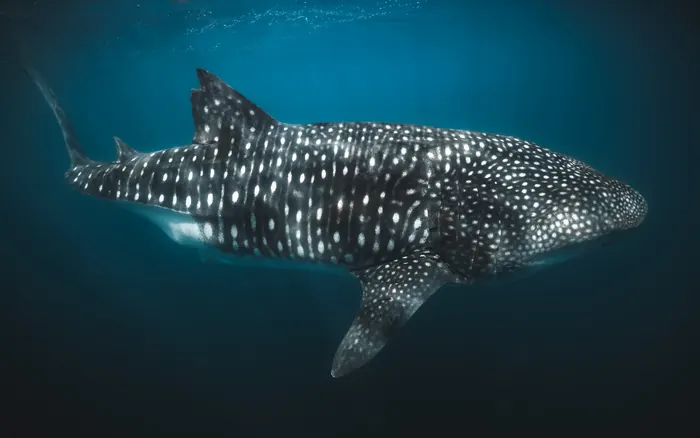 Tiburón ballena nadando cerca de la superficie