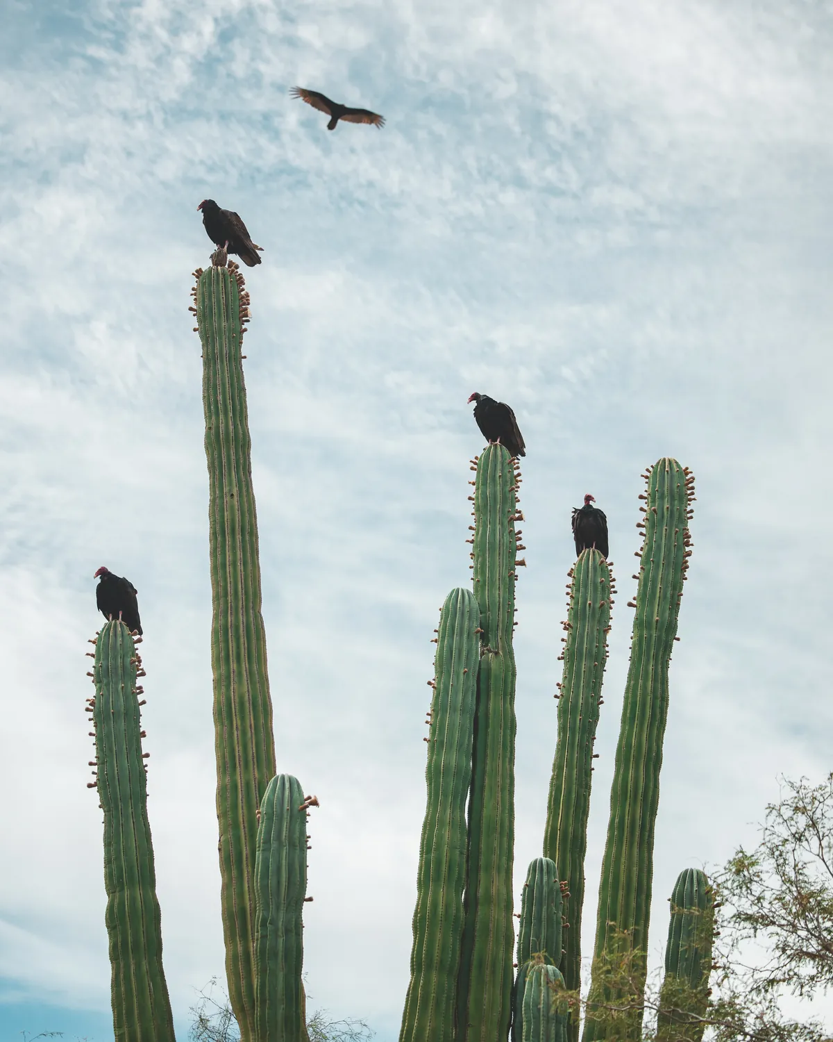 Cardones del bosque de cactáceas